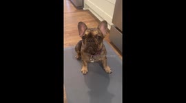 Puppy Accidentally Eats a THC Gummy