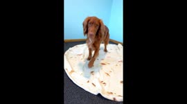 Cocker Spaniel's comical burrito transformation delights owner