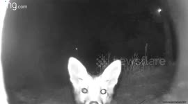 Curious fox cub investigates ring camera