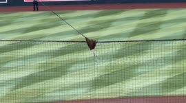 US: Swarm Of Bees Disrupts MLB Game Between Diamondbacks And Dodgers At Phoenix Chase Field