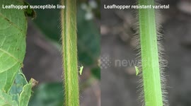 Researchers find 'genes vital for soybean improvement'