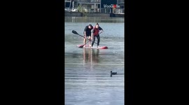 Couple's paddleboarding adventure turns into swimming event after they can't stop falling into the water
