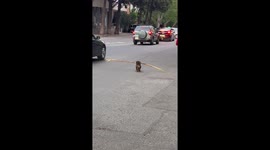 Adorable scene shows puppy carrying big stick through traffic