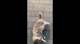 Lazy cat slides on skateboard in China
