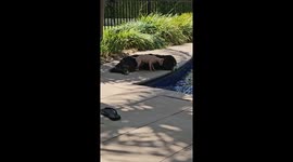 Bernedodle and Sphynx Cat Cuddle by Pool