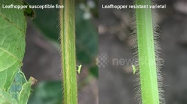 USA: Scientists Identify Atypical Genes Vital for Soybean Improvement