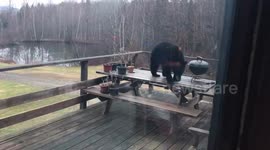 Bear raid: wildlife encroachment caught on camera in Colebrook, NH
