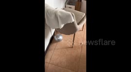 China: Startled cat awakens to owner's gaze mid-snore