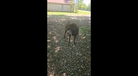 Unusual encounter: Dogs stumble upon armadillos during bathroom break