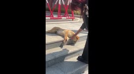 Stray dog refuses to wake up on university steps