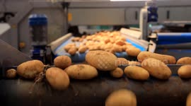 Egypt seeks new markets for agricultural products