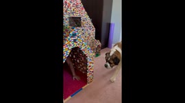 Massive Dog House Made With Building Blocks