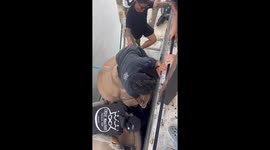 Cat stuck down the side of market carried to safety