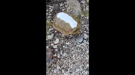 Desert tortoise's final rest exposes the silent struggle against dehydration