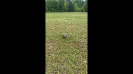Protective killdeer parents guard eggs on North Carolina farm