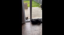 Super Smart Squirrel and Friendly Cat