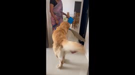 Dog Helps Clean