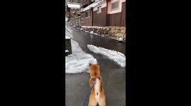 Dog vs. snowmelt water pipe: a hilarious encounter