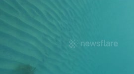 Little fish thinks it is a dolphin and finds a dolphin pod to join