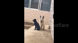 Fox barks like dog after growing up alongside furry friend