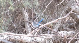 A beautiful, non-breeding male Splendid Fairywren being confiding..