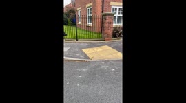 Dog Vs Cats stand off at dawn