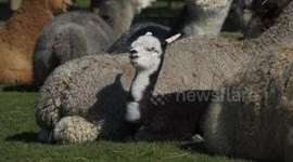 Baby alpaca born with 