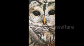 USA: Life-size cut-outs specific to the species of nestling