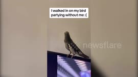 Gen-Z birdwatcher best friends with her cockatiel - who loves to dance and sing