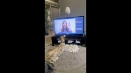 Louis the whippet getting his mental workout with Go Dogo at the office.