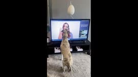 Loius doing minimal effort tricks for treats with his Go Dogo at the office.