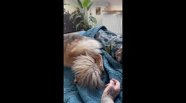 Annoyed dog responds with 'savage kick' after owner tickles her feet