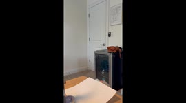 Break-in feline: Cat burglar masters the art of door opening