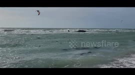 Tragic scene unfolds as beached whale found in Venice, Florida