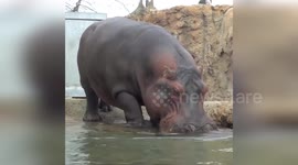 Hippo cools off in pool at Milwaukee County Zoo