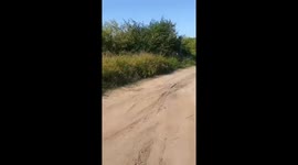 Filip the crocodile: a curious encounter in Chaco province