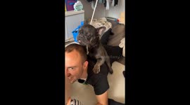 French bulldog sits on buddy’s back and licking his head, too funny to watch
