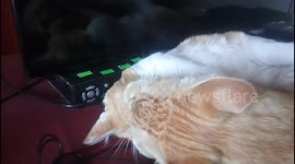 Mis gatos tiernos descansando