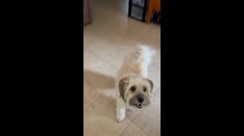 My beautiful and active Q'ira, so excited to grab the tennis ball... and look at her back leg kick... ready and waiting for her daddy to throw the ball