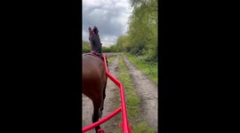 Unexpected encounter: goats and horse drawn cart in England