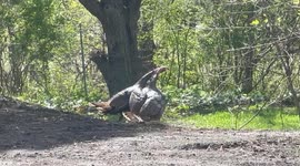 2 Tom Turkeys fighting over a hen on the side of the road