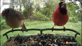 Male cardinal sneaks a kiss during dinner time.