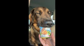 Sleepy Dog Nods Off While Eating Ice Cream Treat