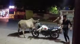 India: Policeman battles bull with stick after getting chased