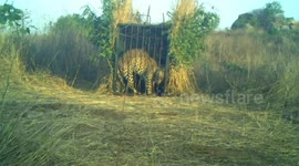 India: Cheetah trapped at airport, sparks six-day standoff