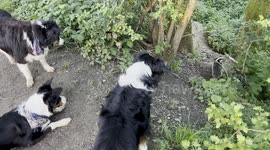 On an evening walk we came across a badger set and were treated to some youngsters having a punch up! The collies really behaved themselves.