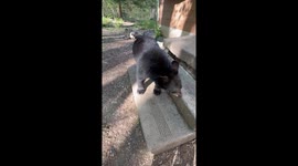 Wild Bear Cub Seems to Stand on Command