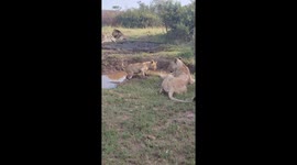 Annoyed lioness pushes her cub backwards over ridge to stop him playing