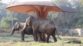 Swinging Trunks: The Playful Dance of Elephants