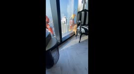 Dog's high-rise bark showdown with window cleaners